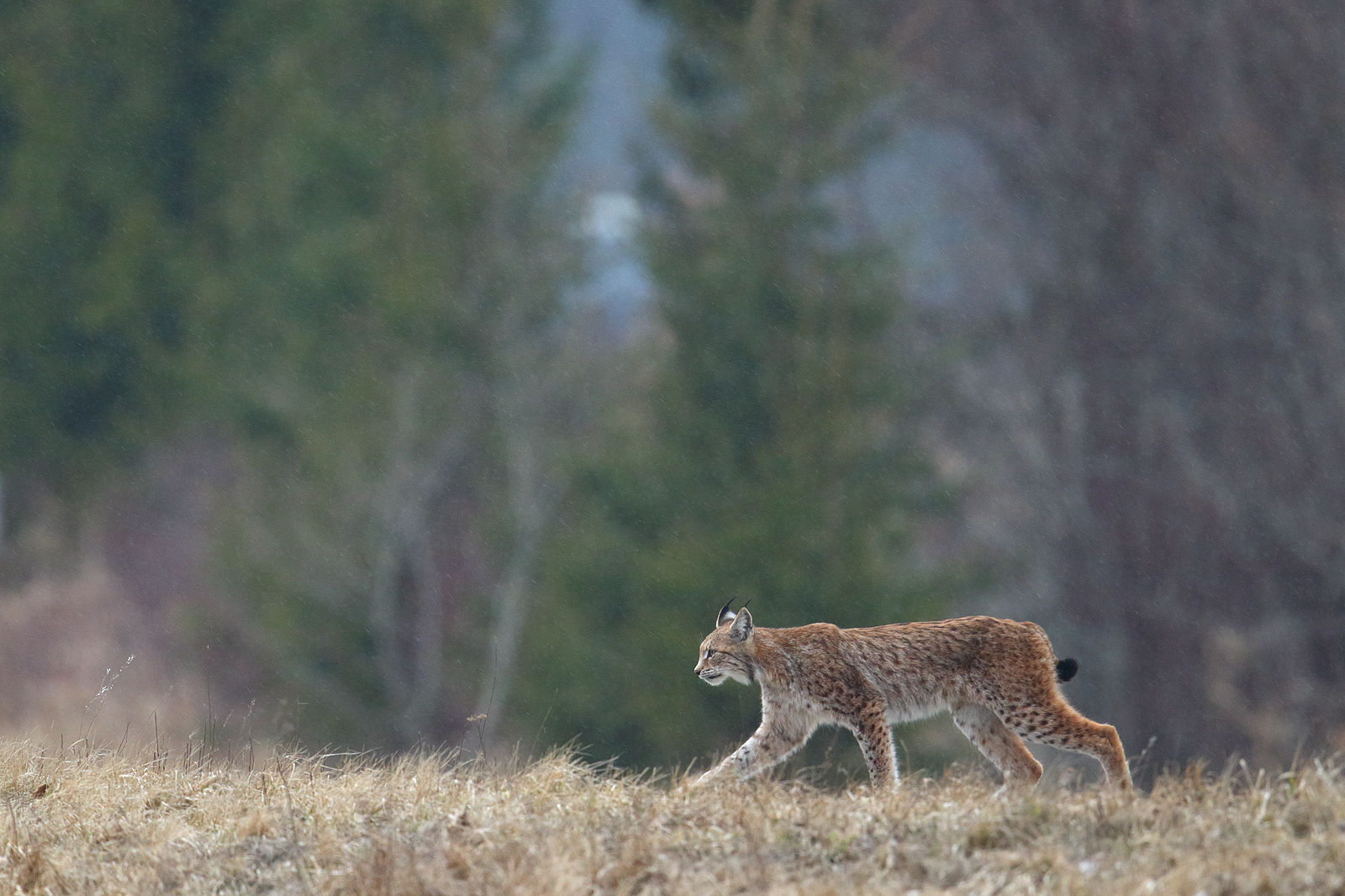 Ilves vihmas_Foto Remo Savisaar
