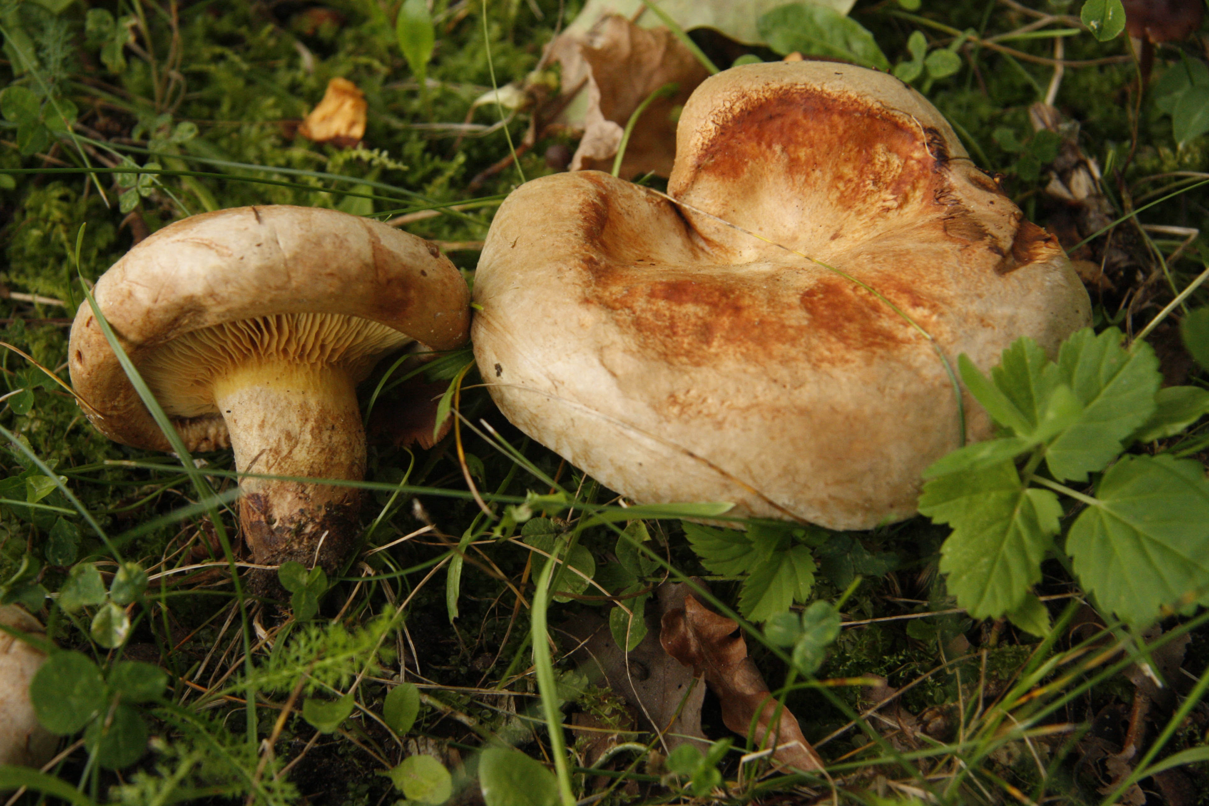 _MG_5791 tavavahelik viitina10 kk