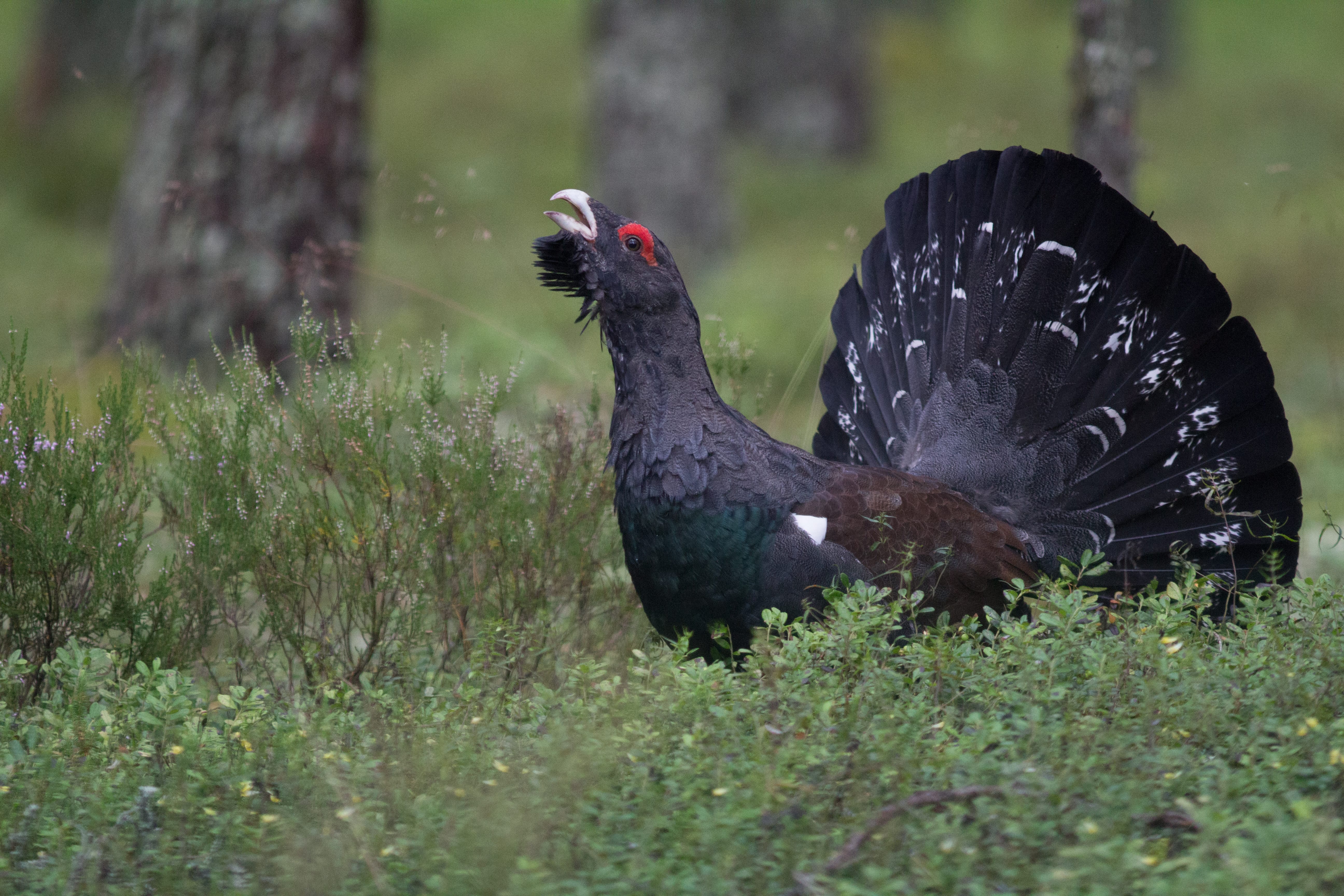 Metsis Foto: Tiiu Tali