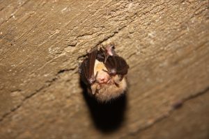 Foto: suurkõrv nahkhiir, Külli Kalamees-Pani 