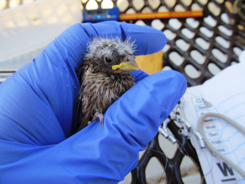 Aed-karmiinleevike Foto: Tuul Sepp