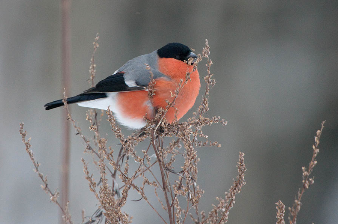 Leevike_Foto Arne Ader