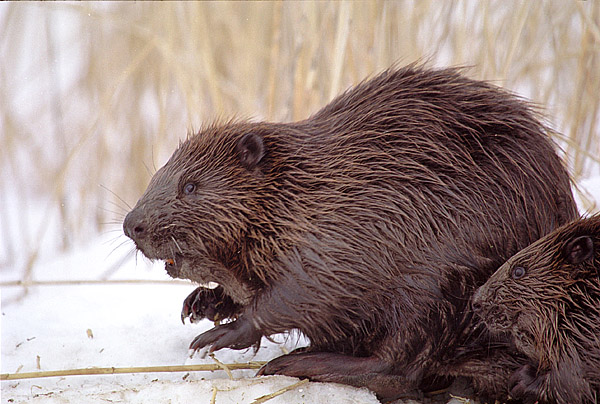 Kobras_Foto Remek Meel