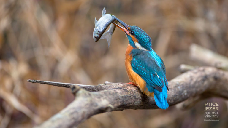 2018_23_10_ptice_jezer4_MatejVranic-768x432