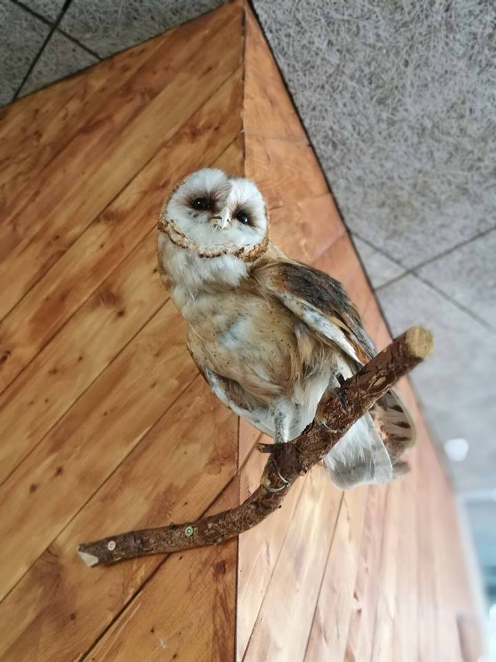 loodusõhtu kakud meil ja mujal