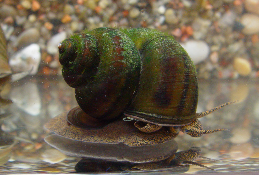 Ematigu_Foto Aivo Tamm