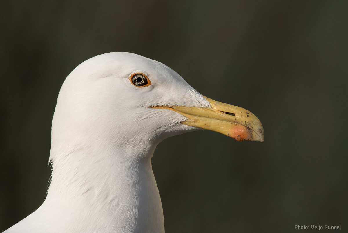 Kajakas_Foto_Veljo Runnel