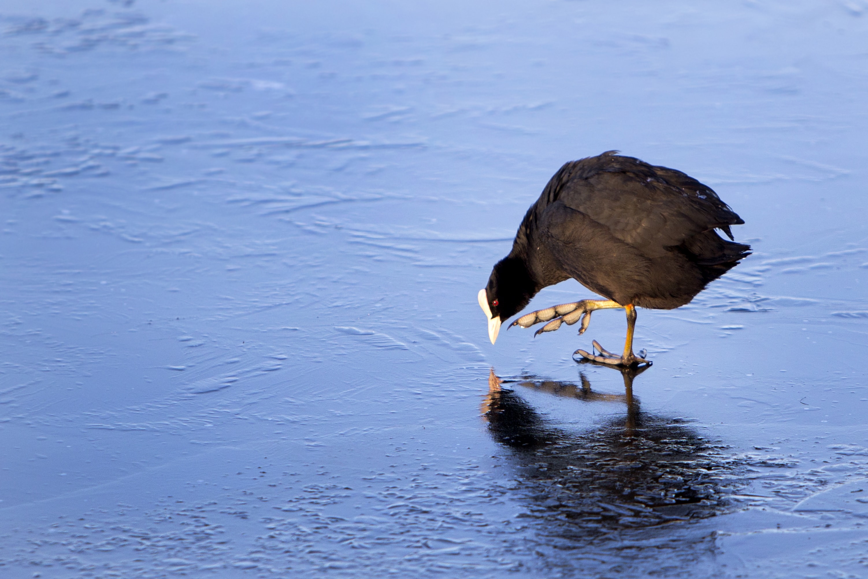Lauk_Foto Evald Veldemann-min