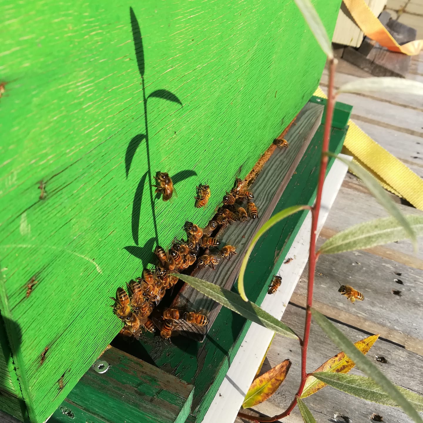 44159745_2272805836298017_6346575170735439872_o