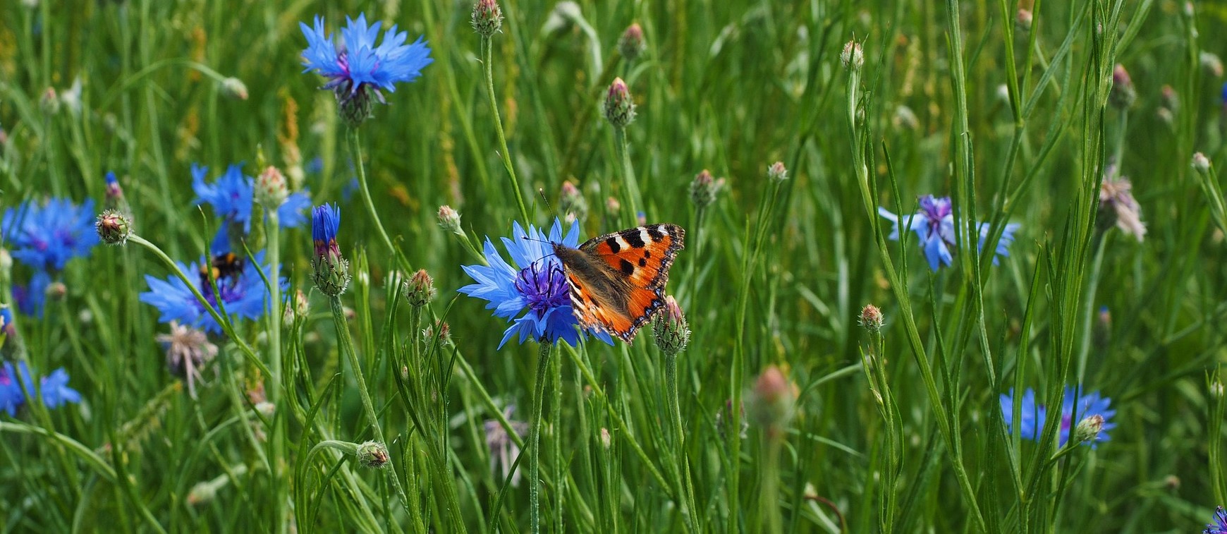 “Põllumajandusmaastikud ja kestlik areng”