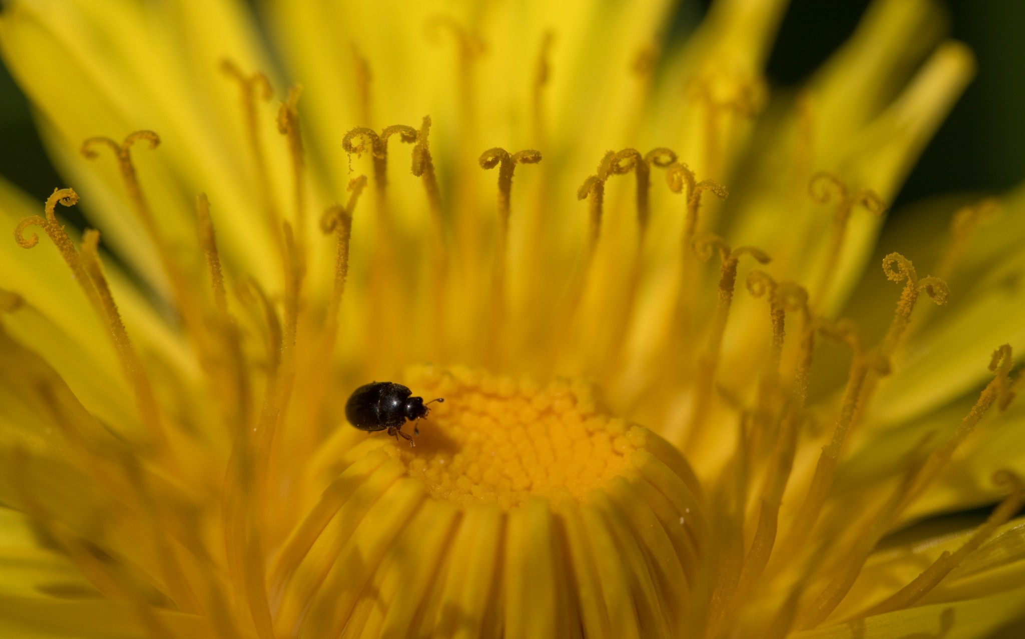 Rahinge_Foto Veljo Runnel