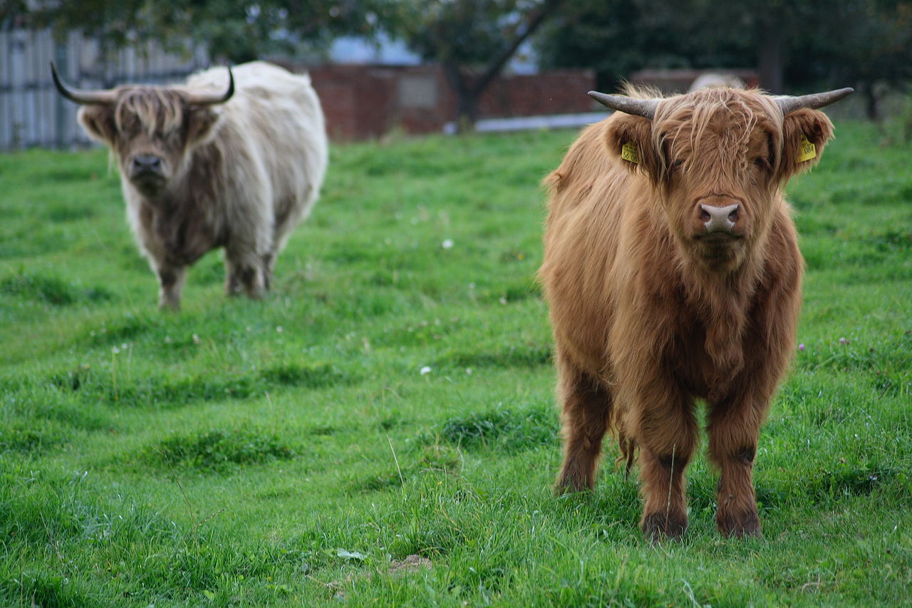 1280px-Schottische_Hochlandrinder_(KKN)