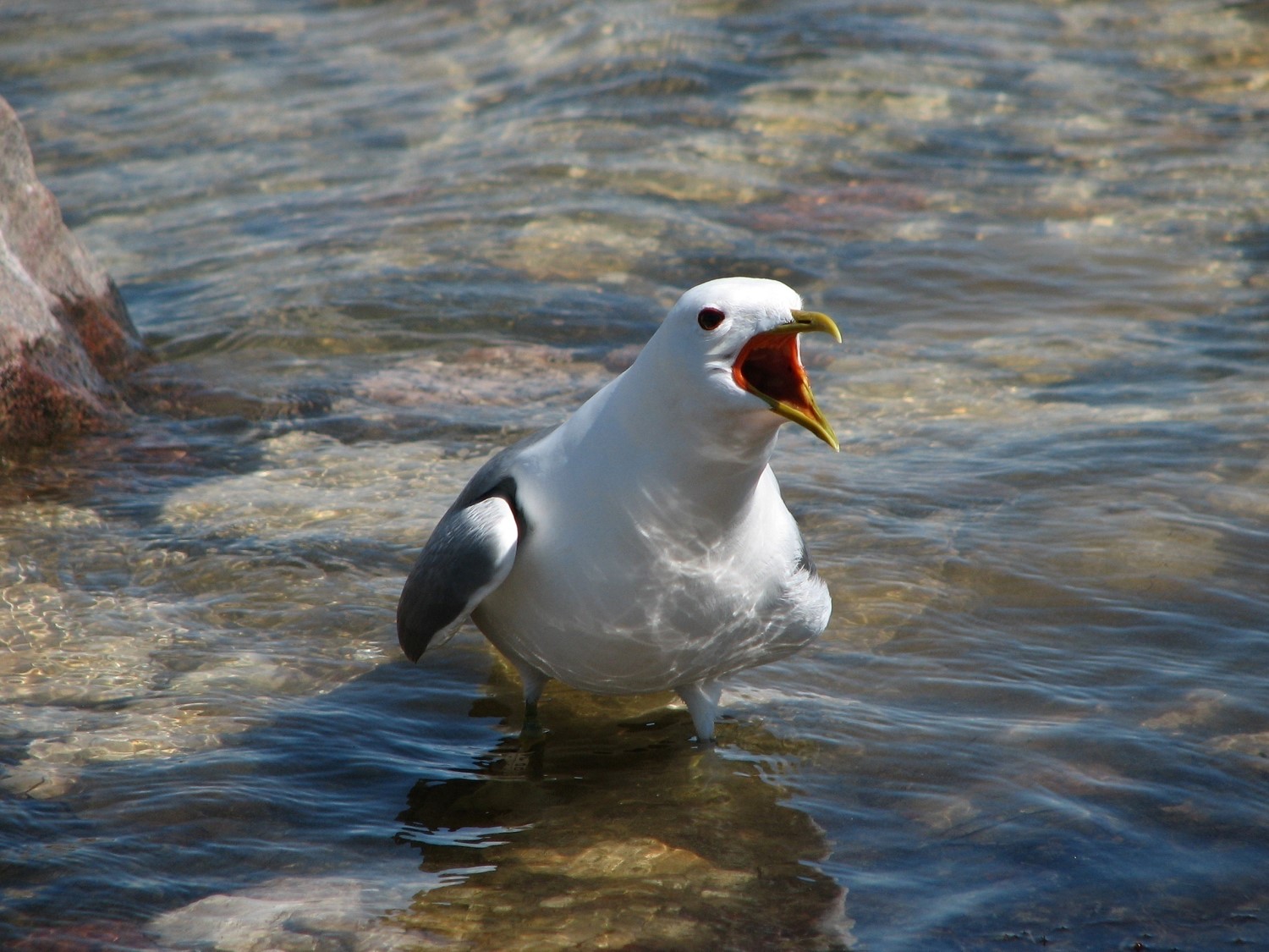 Kajakas_Foto Kalev Rattiste